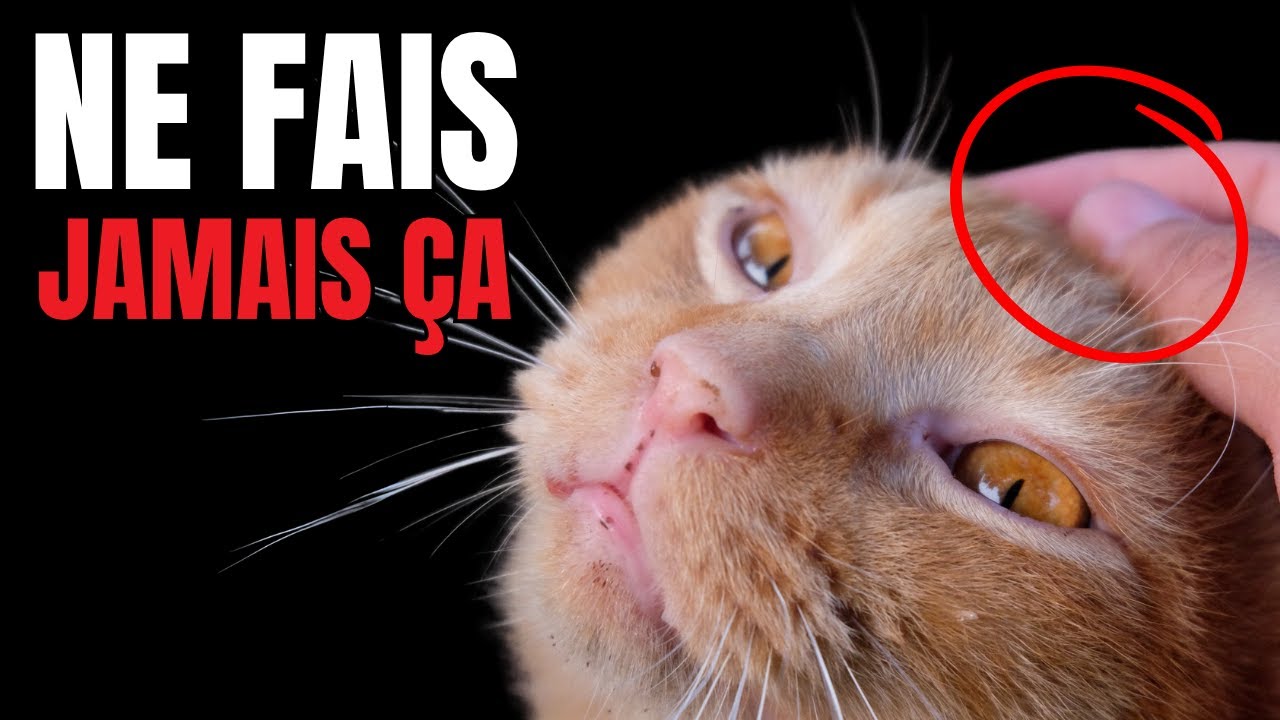 Ce que les Chats D&Eacute;TESTENT le Plus &ndash; 10 Choses Pires que d&rsquo;&ecirc;tre Port&eacute; !