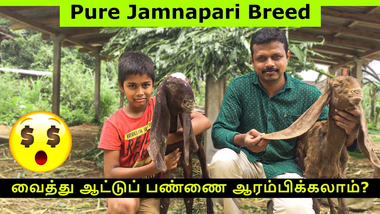 🤑💵Pure jamnapari breed வைத்து யாரெல்லாம் ஆட்டுப் பண்ணை ஆரம்பிக்கலாம்? || Jamnapari farming