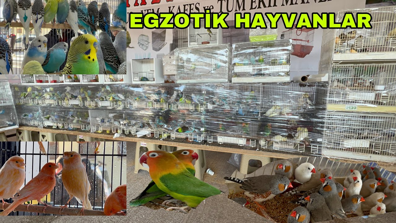 BURSA KUŞ PAZARI EGZOTİK HAYVANLAR PAPAĞAN KANARYA BÜLBÜL  VS