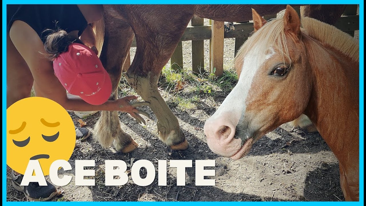 ACE BOITE A UNE SEMAINE DES CHAMPIONNATS... - Ca ne lui réussi pas en ce moment.
