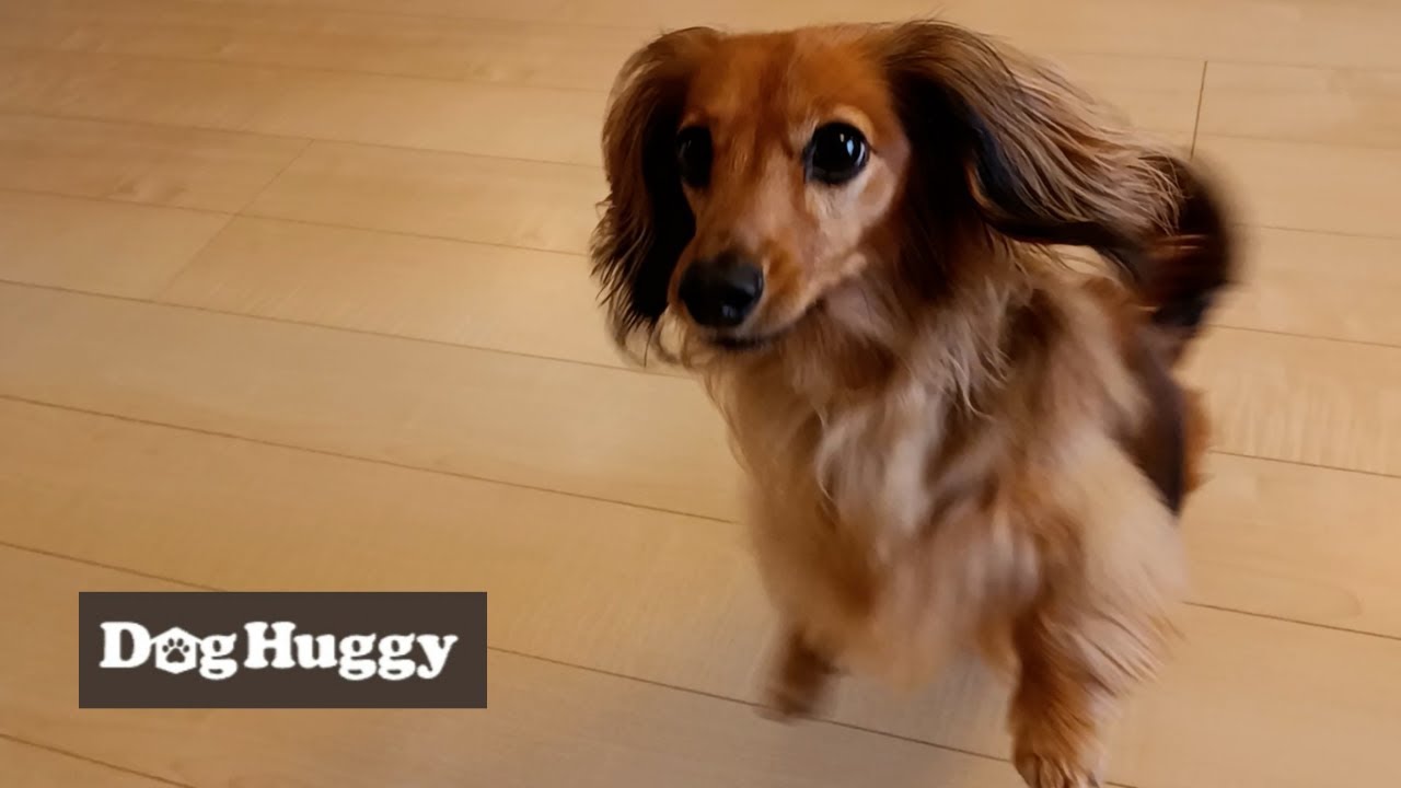 ダックスフンドのミッキーちゃん【DogHuggy お預かり動画‎´•ﻌ•`🐾】