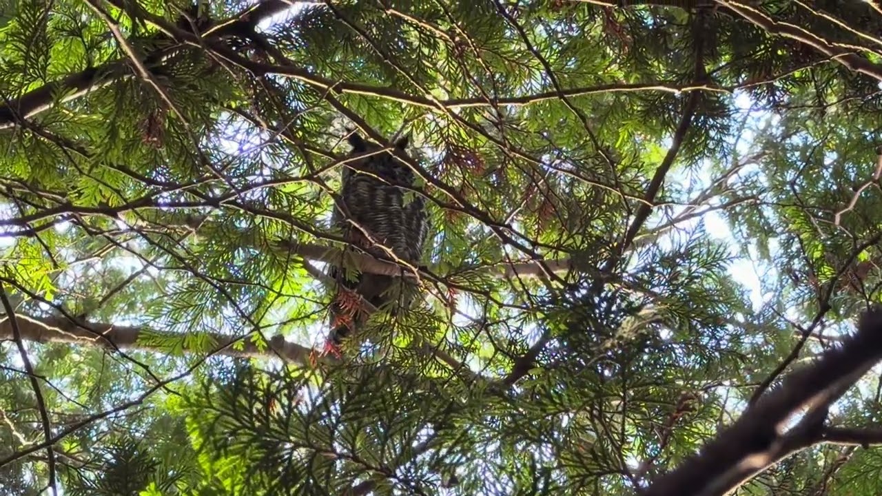 今日のアメリカワシミミズクさん(Great Horned Owl)