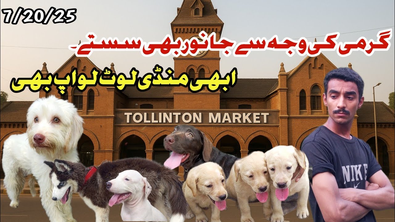 گرمی اس قدر کے جانور بھی سستے ھو گیے۔ ابھی منڈی لوٹ لو۔۔ 20Jul, 2025