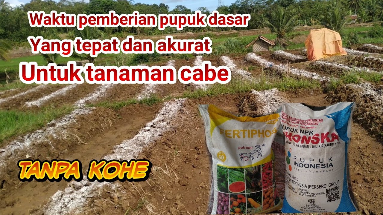 RAHASIA PUPUK DASAR UNTUK TANAMAN CABE BIAR TUMBUH SUBUR |METODE PROFESOR CABE | METODE SAHABAT TANI