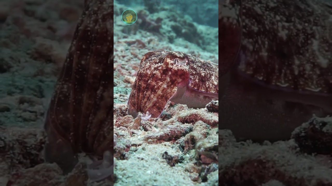 Cuttlefish🦑Camouflaging Marine Hunter #cuttlefish #seaanimals #seafish #usa #india #invertebrates #