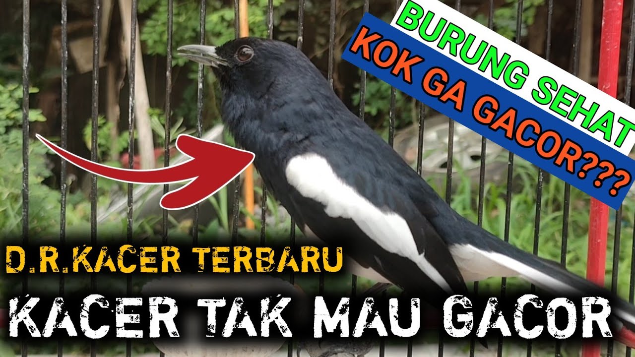 LAKUKAN INI JIKA KACERMU TAK KUNJUNG GACOR?? D.R.KACER TERBARU