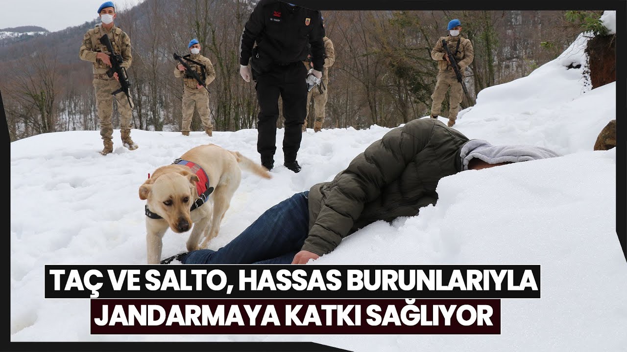 Zonguldak Jandarmasının 'Süper Burun' Köpekleri