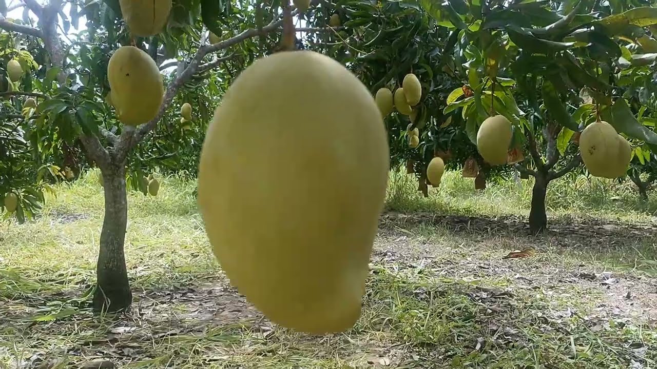TEJC Mango Harvest in Sri Lanka 🍋🇱🇰 | Premium Export-Grade Mango Cultivation
