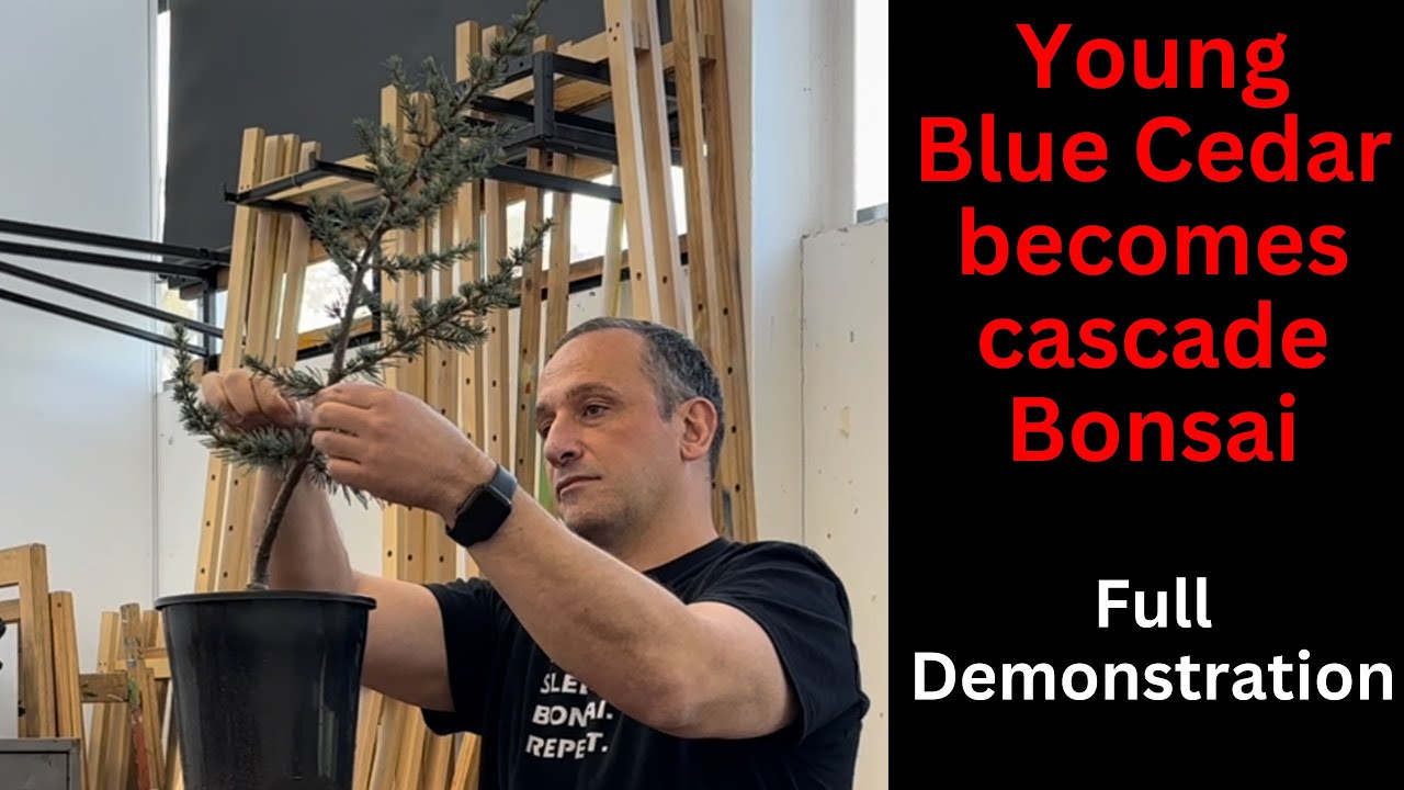 Young Cedar becomes Cascade Bonsai - Full demo - Bonsai basics for beginners