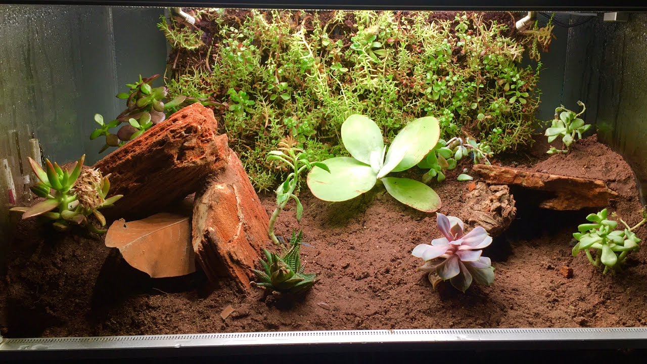 Bioactive Leopard gecko Setup (Biopod How To)
