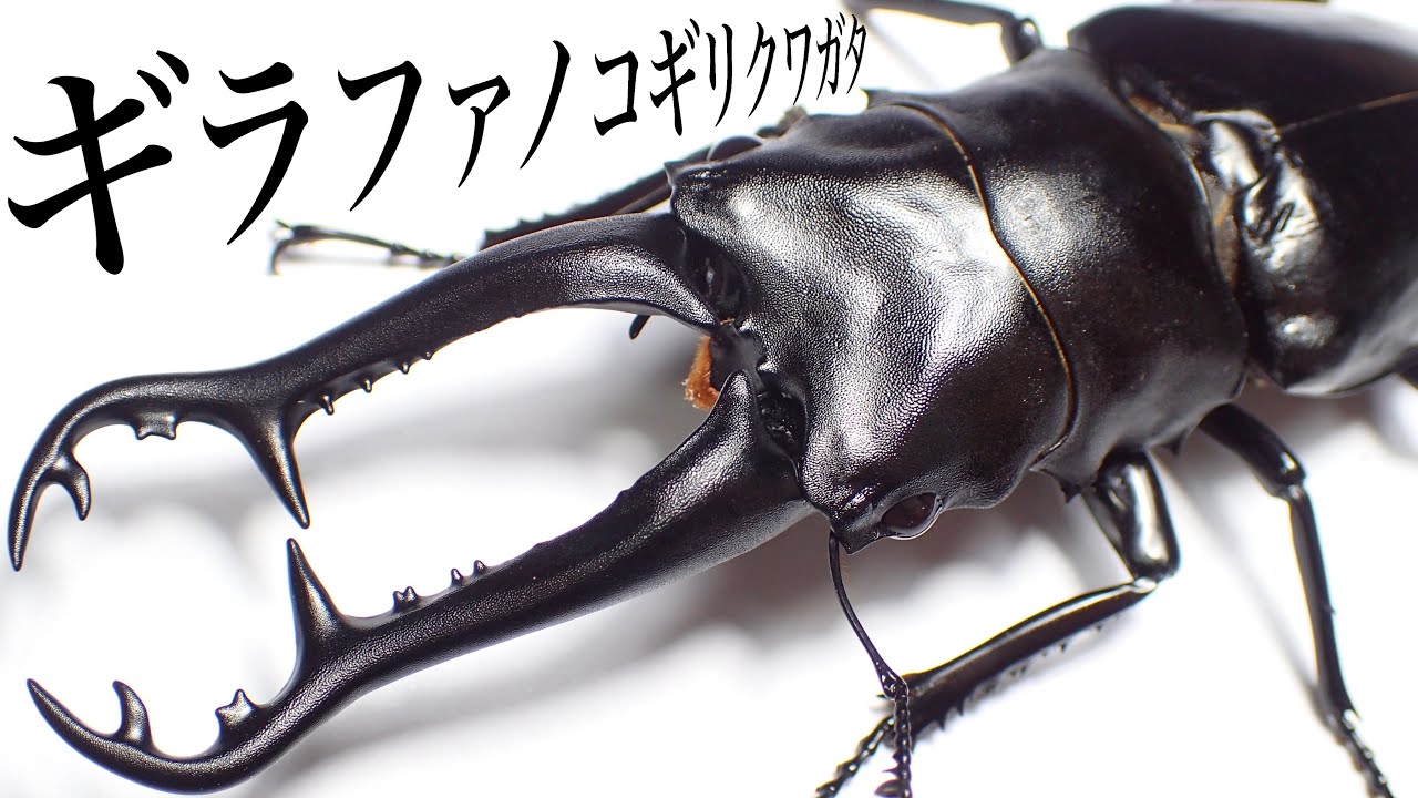 ギラファノコギリクワガタの繁殖 産卵セット【クワガタ飼育】