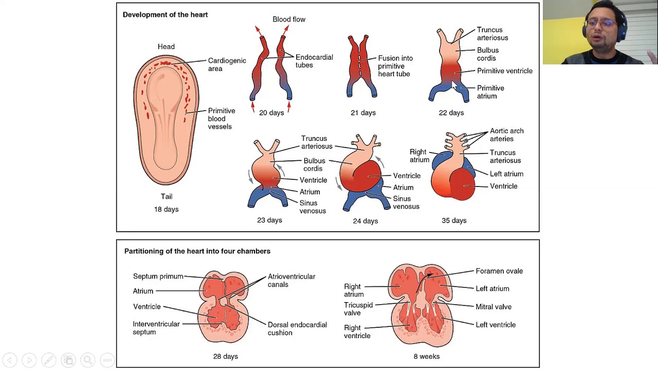 Right heart and the tricuspid valve
