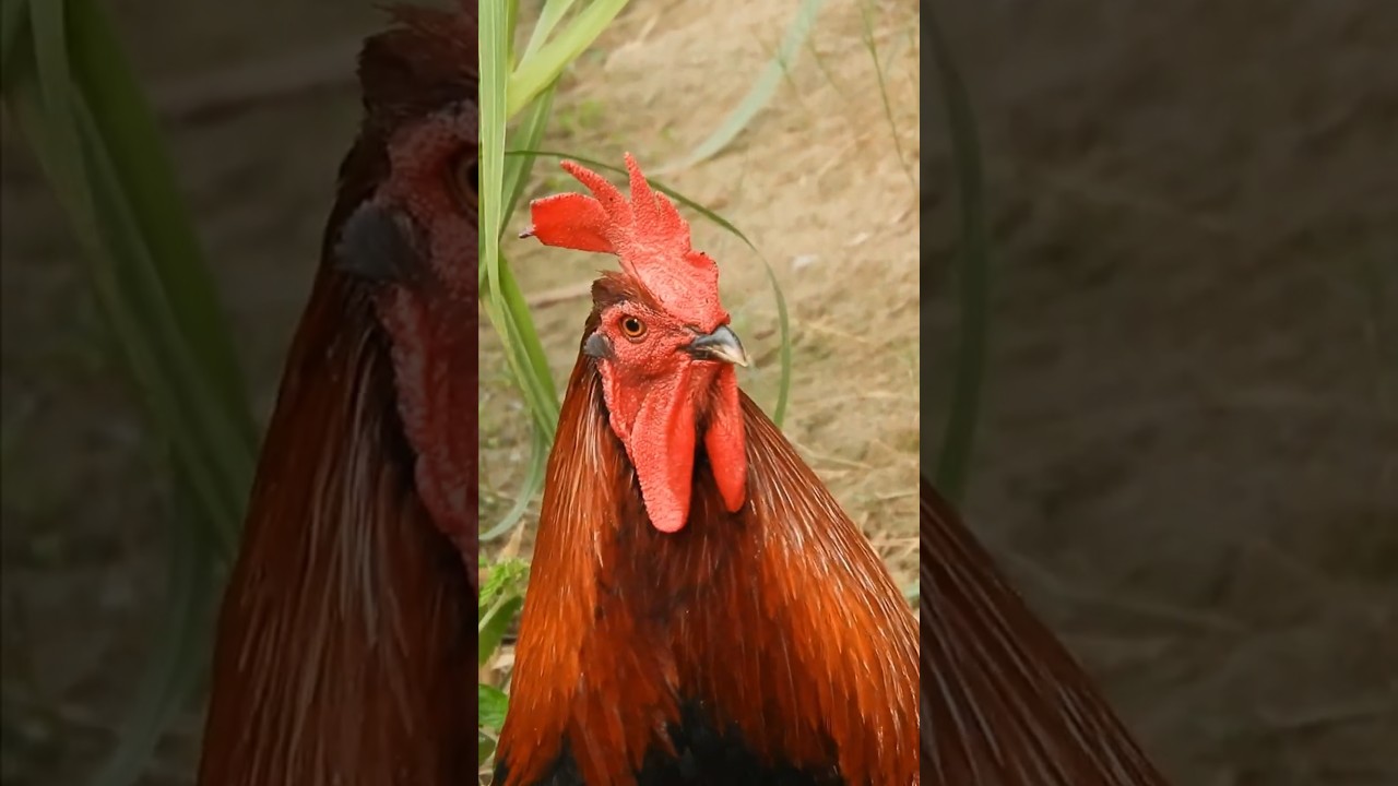 Sound of Rooster Crowing ~ Rooster video compilation 💕 🐔 🐓 #animalsounds