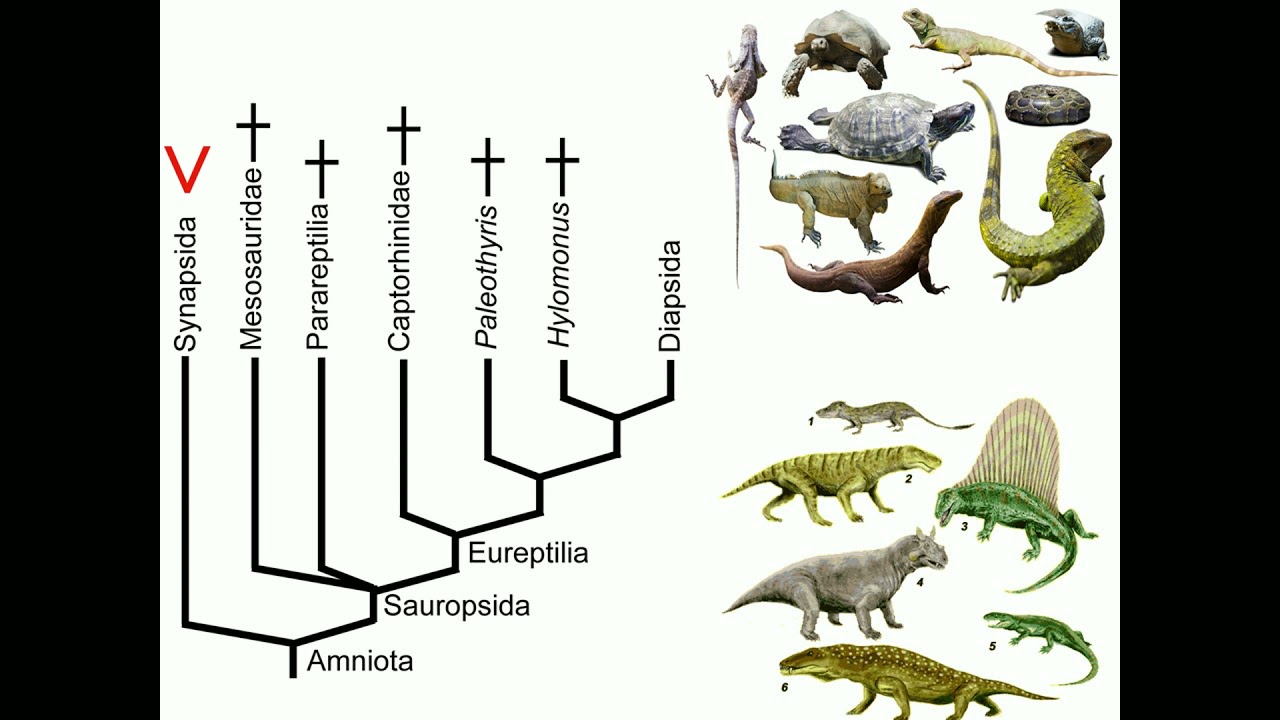 DA IV - Aula 10: Os Synapsida e Diapsida