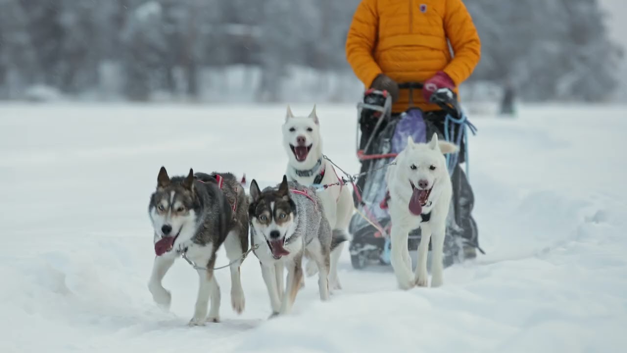 Husky adventures in Rovaniemi, Lapland, Finland