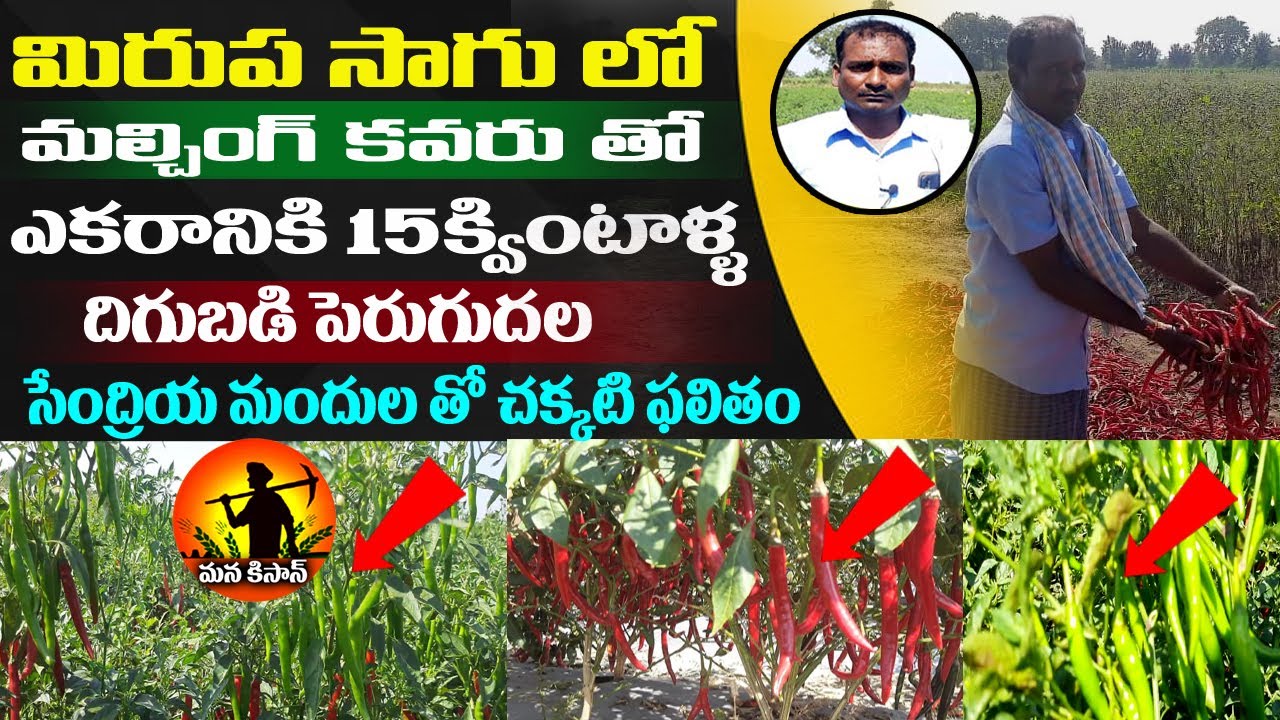 Mirchi Nalli Thamara Nivarana |మల్చింగ్ కవరు తో మిరప సాగు| Thrips control | ManaKisan Tv