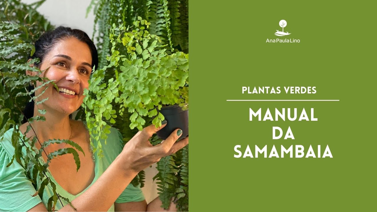 PLANTAS VERDES: Como plantar e cuidar de samambaia?