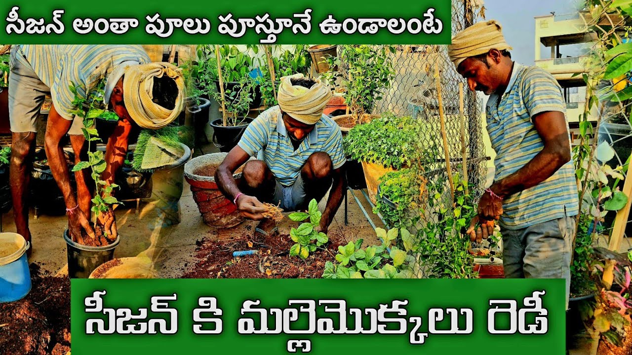 సీజన్ అంతా మల్లెపువ్వులు పూయాలంటే ఇలా చేసుకోవాలి|మల్లెమొక్కలు ప్రూన్ చేసి రీపాట్ చేశాను #ushasgarden