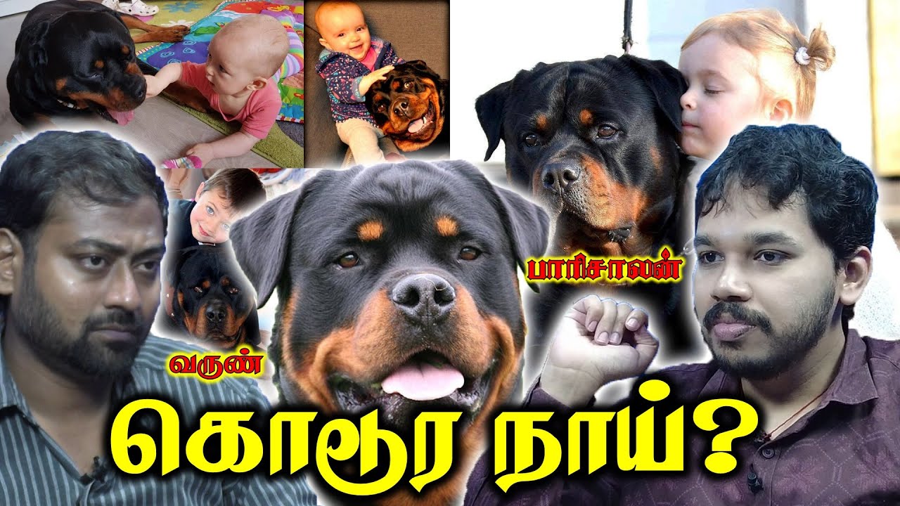 Rottweiler a BAD DOG? | சிறுமியை கடித்து குதறிய ராட்வெய்லர் நாய்கள்! | Paari Saalan and  Varun