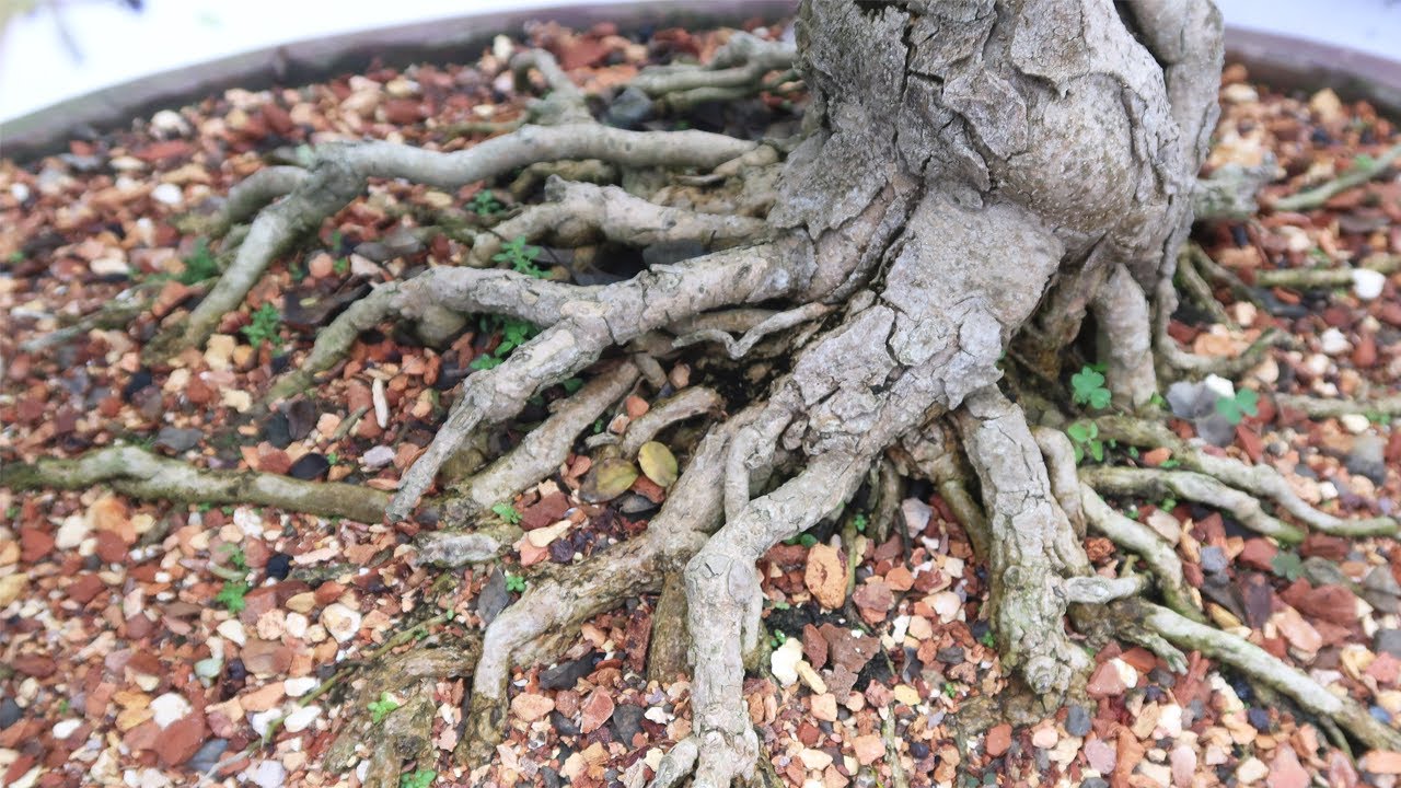 Bonsai Exhibition 2020 | Bonsai ideas