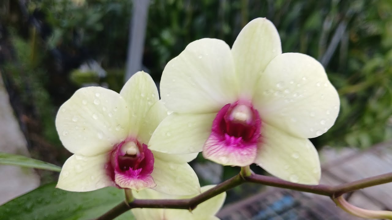 Vườn lan Cao Tốc đang phát trực tiếp!