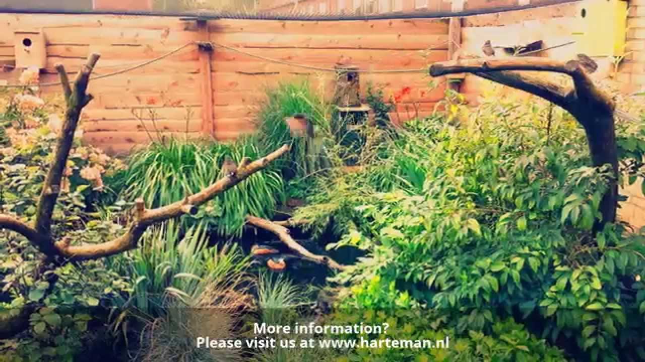 Parent raising White-rumped shamas