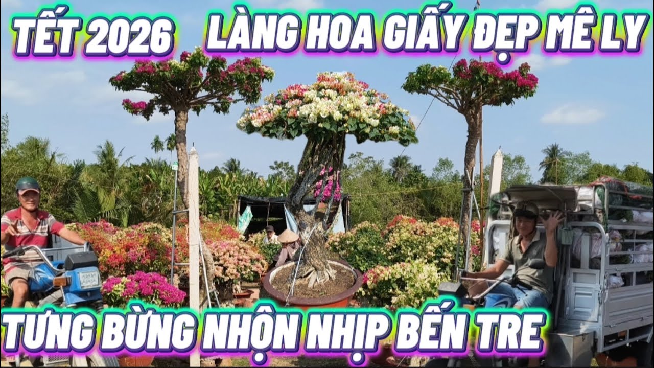 CỰC SỐC _BẤT NGỜ TẾT 2026 LÀNG HOA GIẤY PHÚ SƠN BẾN TRE ĐẸP MÊ LY VÀO KHÔNG MUỐN RỜI CHÂN