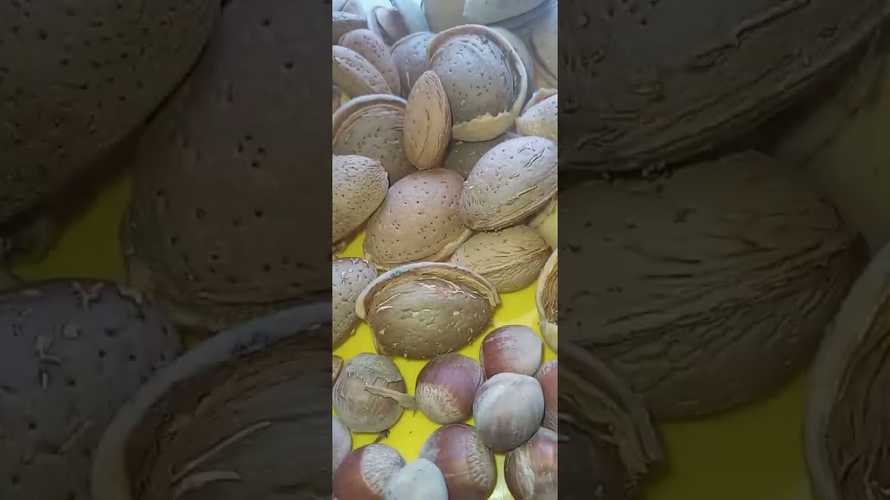 amandier vari&eacute;t&eacute; marcona,la meilleure qualit&eacute; des fruits secs #fruit #explore #nature #bio #2025