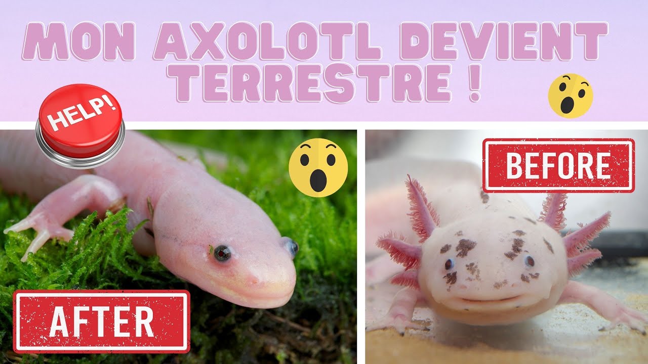 Axo News #9 MON AXOLOTL DEVIENT TERRESTRE !!! La Métamorphose, qu'est ce que c'est ?