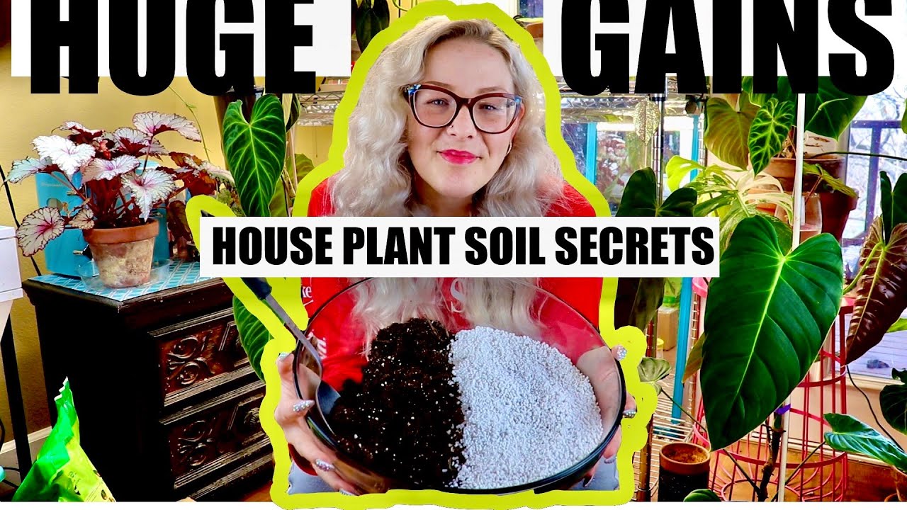 Best Soil Mix for House Plants & More Plant Growth Updates