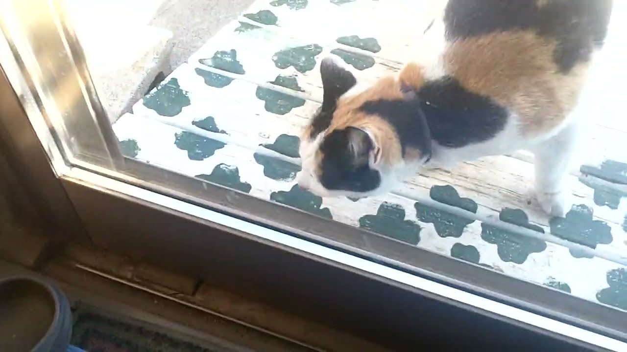 新編叛額の物語　20260223