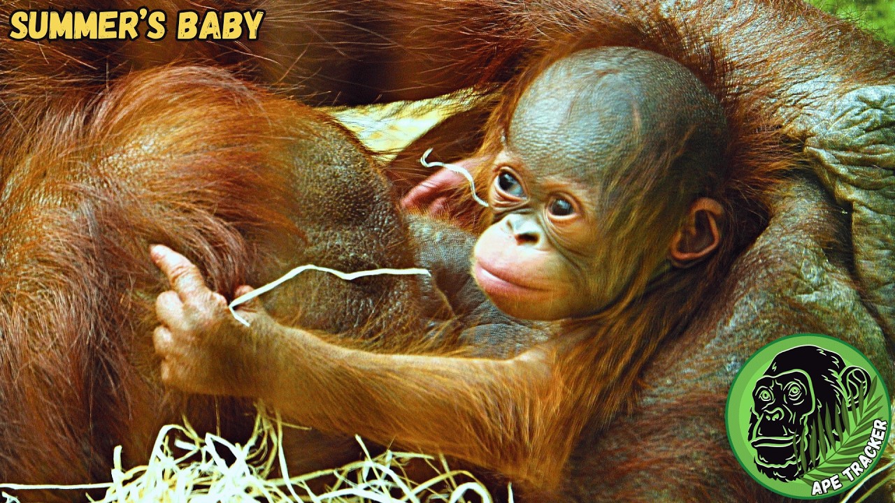 Baby Orangutan Is So Brand New ! #babyanimals