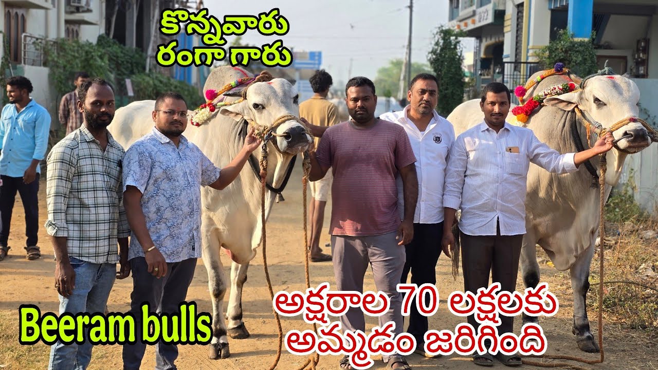 బీరం సుబ్రహ్మణ్యేశ్వర రెడ్డి గారి సీనియర్ గిత్తలు అమ్మడం జరిగింది కొన్నవారు రంగా గారు కొమరోలు 