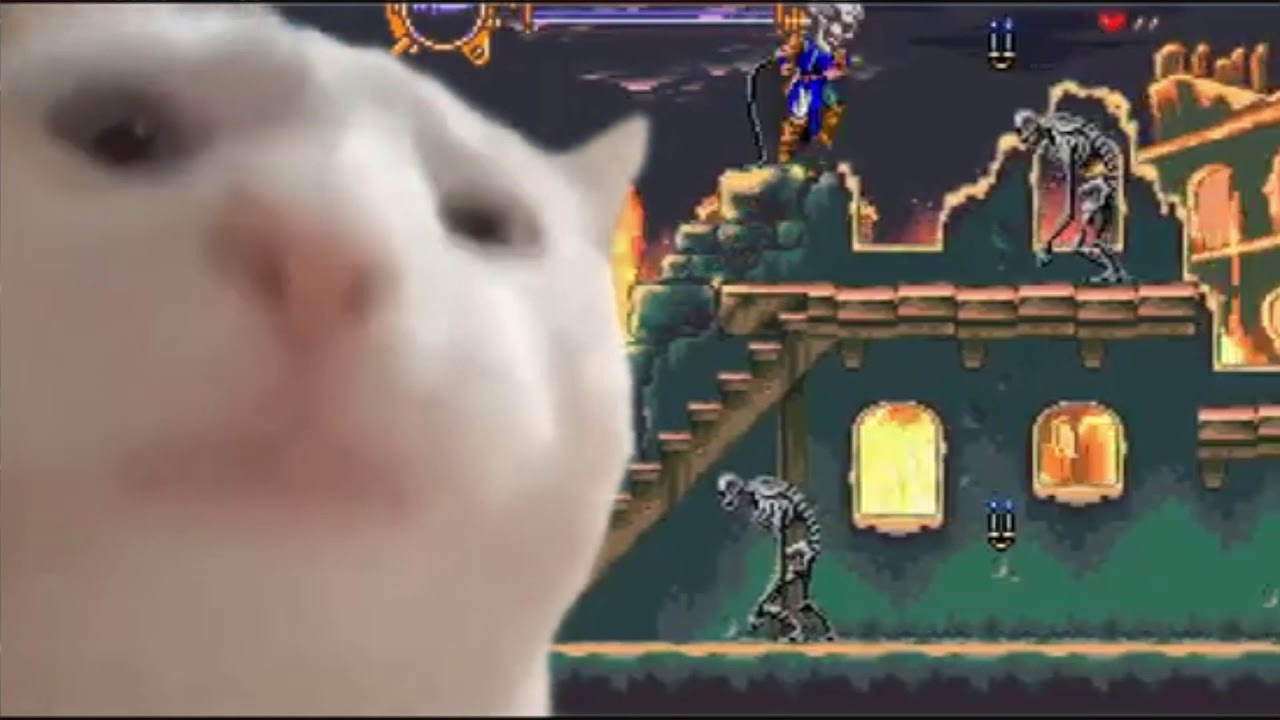 that one cat vibing to dracula X bloodlines