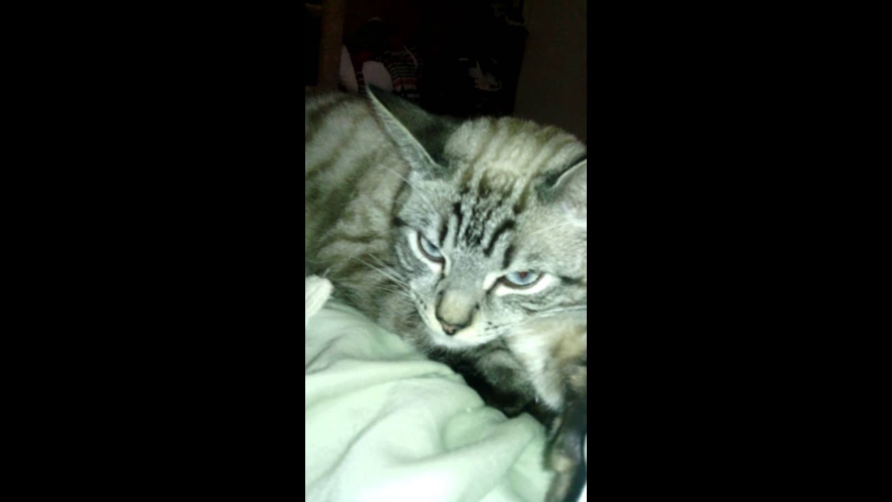 Sir grumps a lot