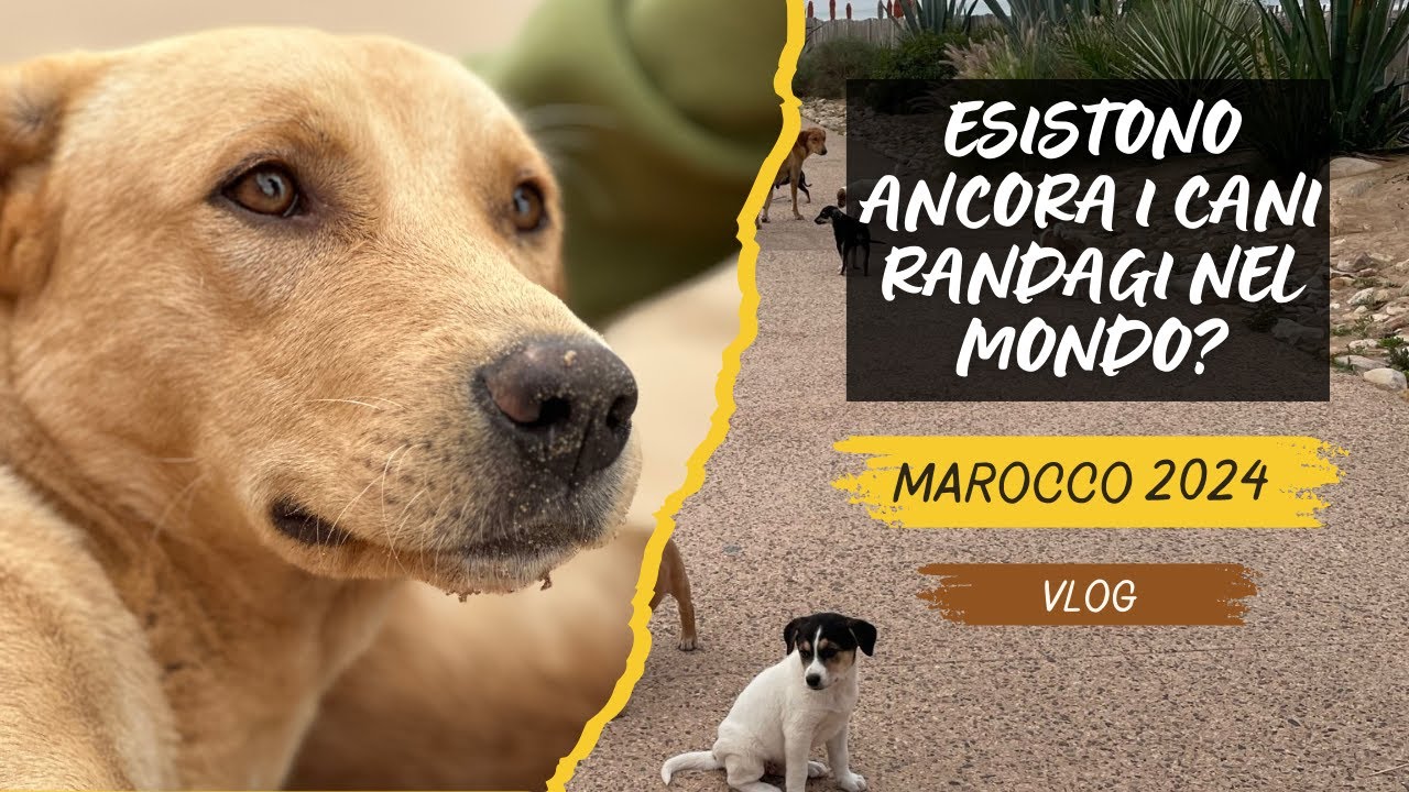 ESISTONO ANCORA I CANI LIBERI NEL MONDO? | VLOG CAMPO STRAY DOGS MAROCCO 2024