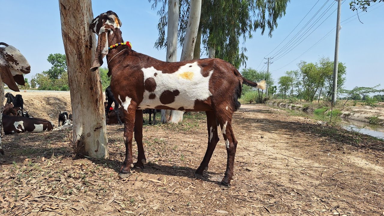 Pure Sahiwal Beetal Goats | Low Price Nagra Goats | Beetal Goat Buisness| Goat Farm