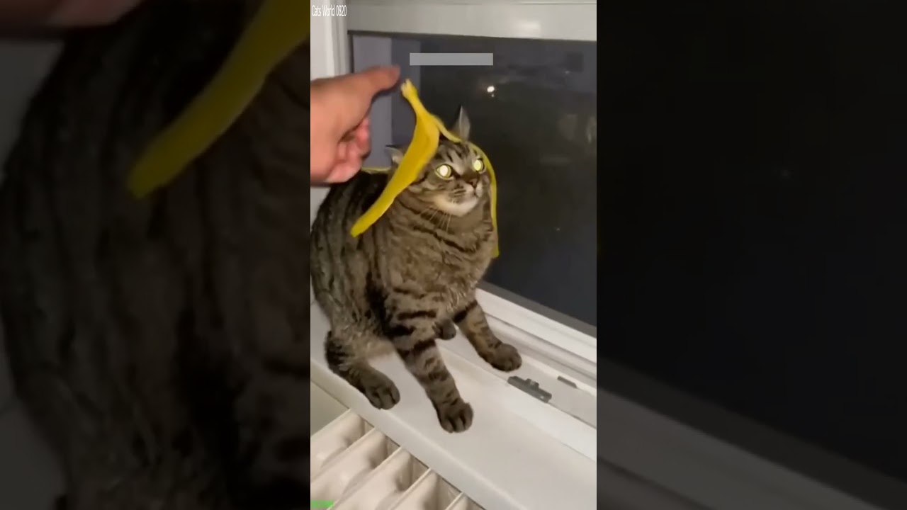 Cute Kittens 🐱 Cat videos Compilation 😅 # Episode 4803