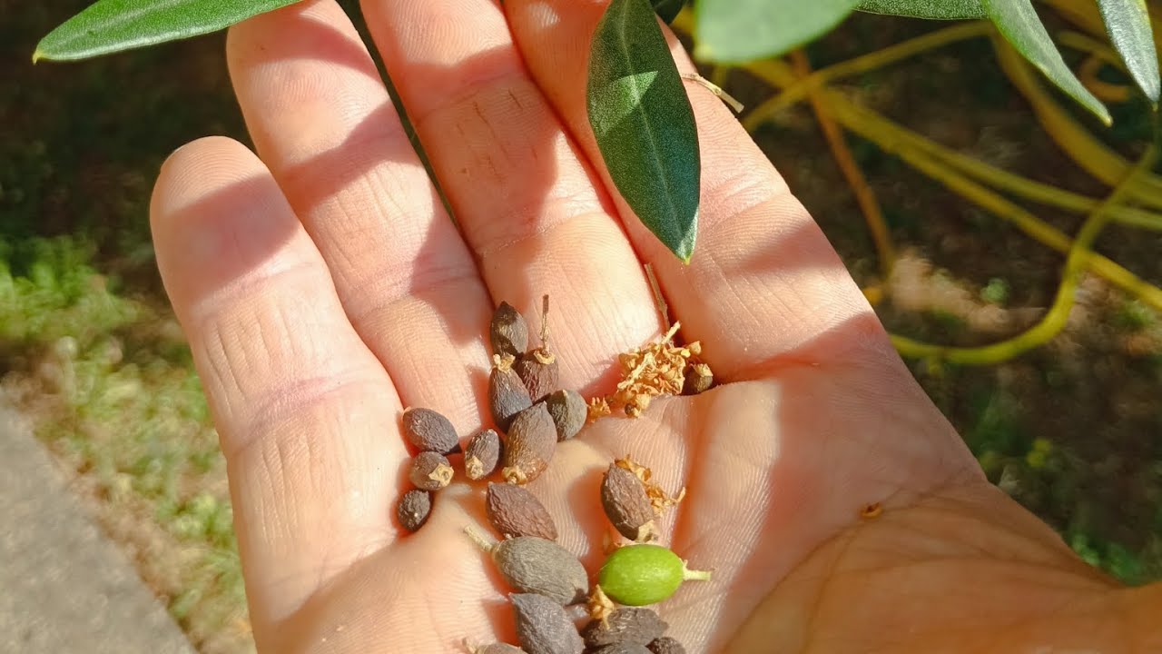 CASCOLA ANOMALA DELLE OLIVE........ DA COSA PU&Ograve; DIPENDERE.....????🌿🌿🌿