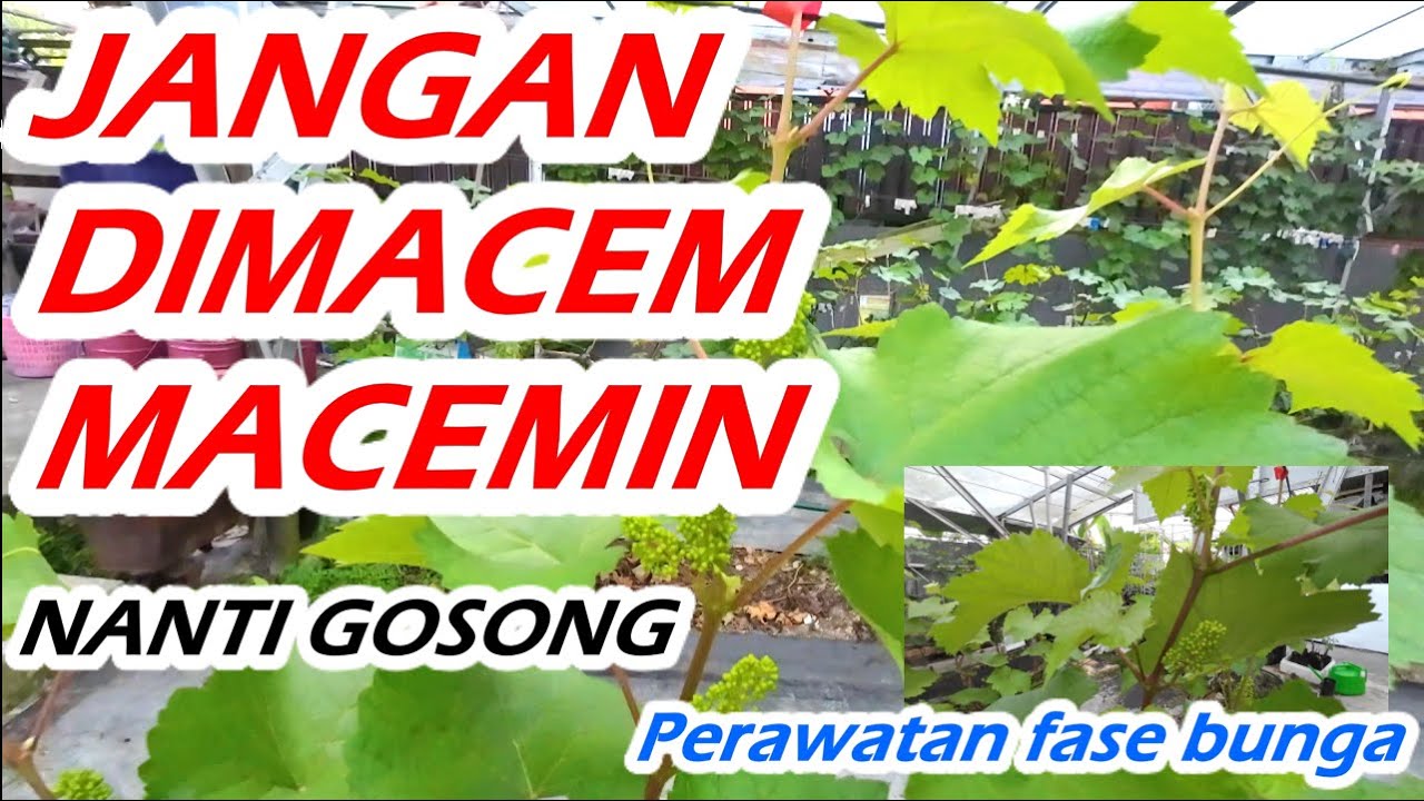 Jangan di macem macemin ||  Anggur Mu sudah Di Fase Berry & bunga? Ini Cara Perawatannya