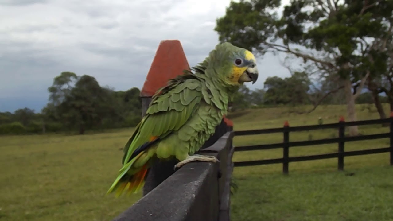 Loro real amaz&oacute;nico  Tiuma Park Villavicencio