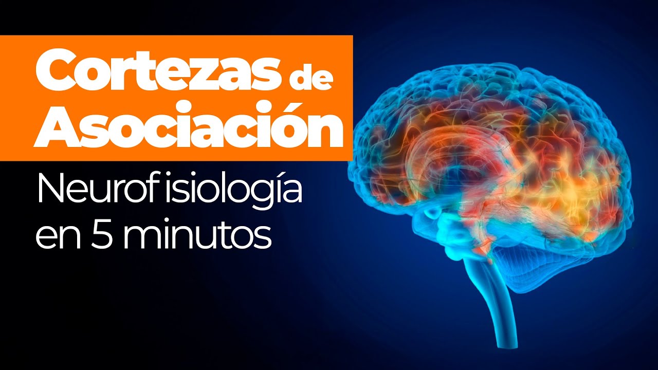 Anatomía - Cortezas de Asociación