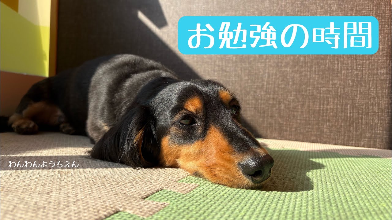 【犬の幼稚園】これがツイストか！！