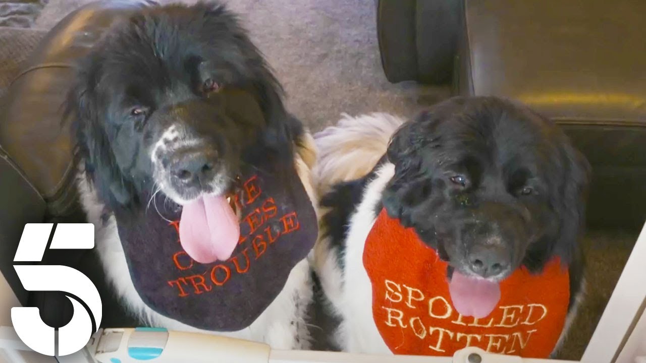 Meet Rowdy Newfoundlands, Nicknamed The Kray Twins! | Dogs Behaving (Very) Badly | Channel 5