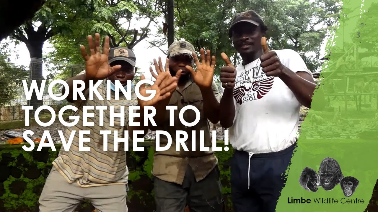 Working together to Save the Drill at the Limbe Wildlife Centre