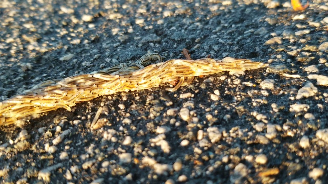 ALIEN WORMS INVASION. 'Sticks' made of worms crossing the street.