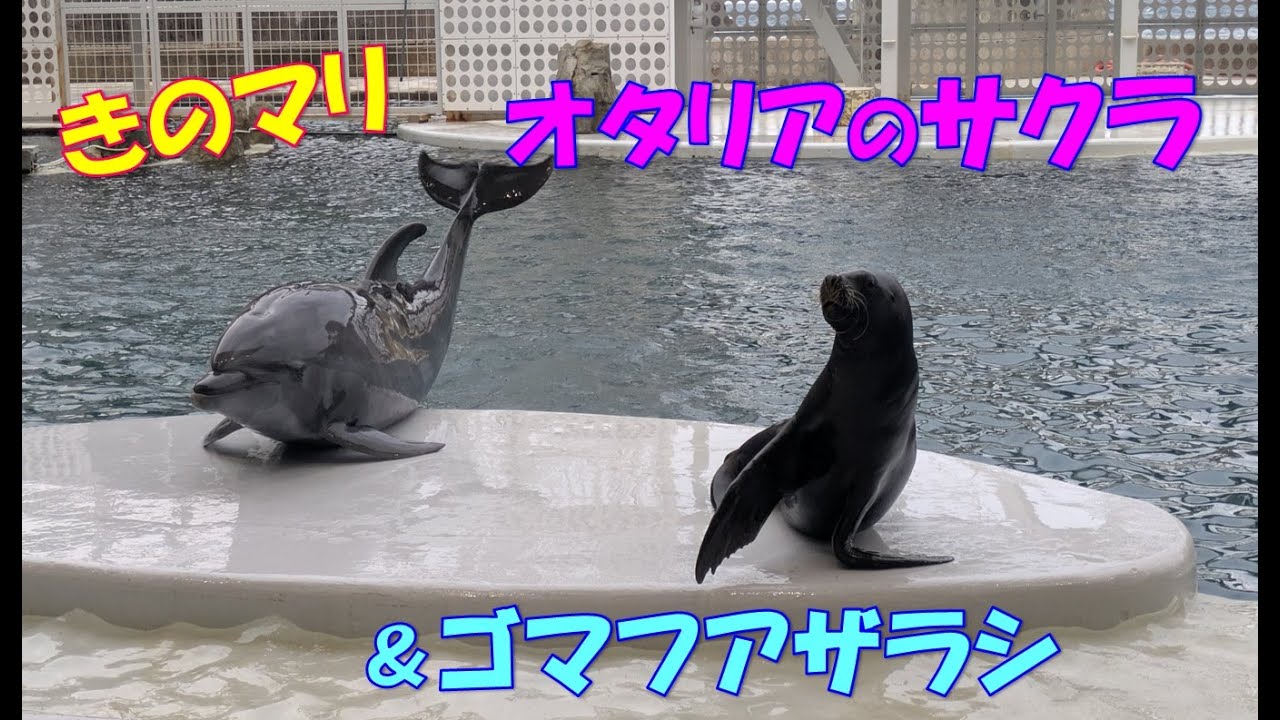 オタリアのさくら&ゴマフアザラシ（城崎マリンワールド）