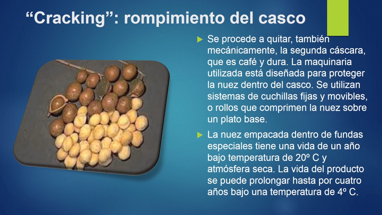 nuez de macadamia