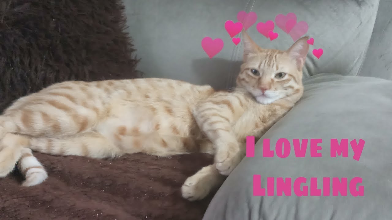 Ginger cat -Domestic short haired Cat