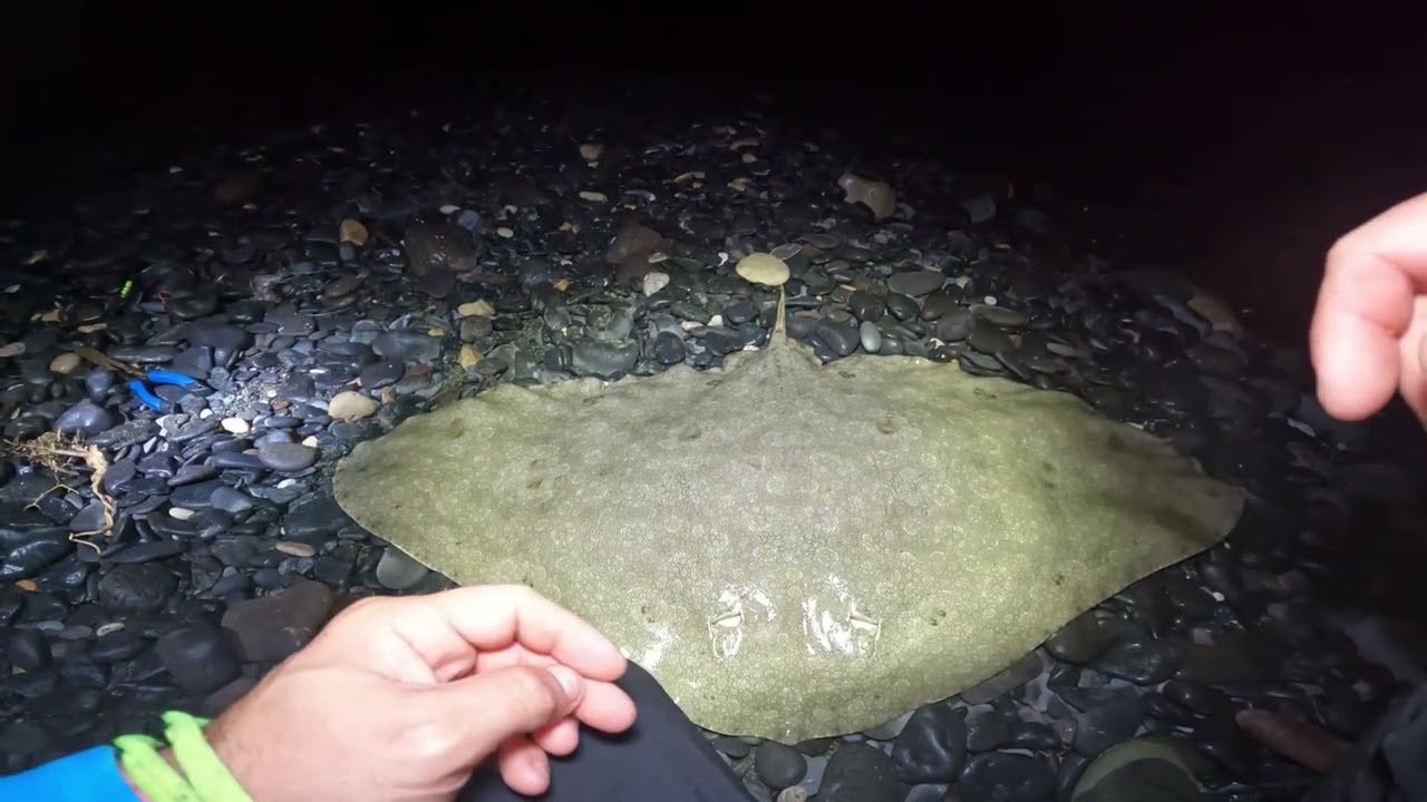 Shore Fishing Fuerteventura | A Night Session at Costa Calma and a Nice  Butterfly Ray